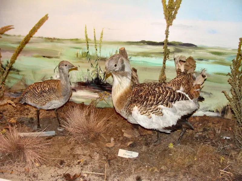 Diorama z dropiami w Muzeum Przyrodniczym Wolińskiego Parku Narodowego