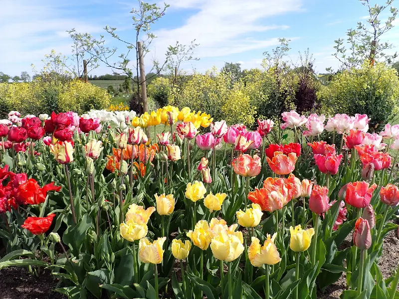 Rabata kolorowych tulipanów w Ogrodzie Botanicznym w Niegoszczy