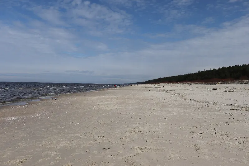 Pusta plaża w Jantarze ciągnąca się wzdłuż lasu na wydmach