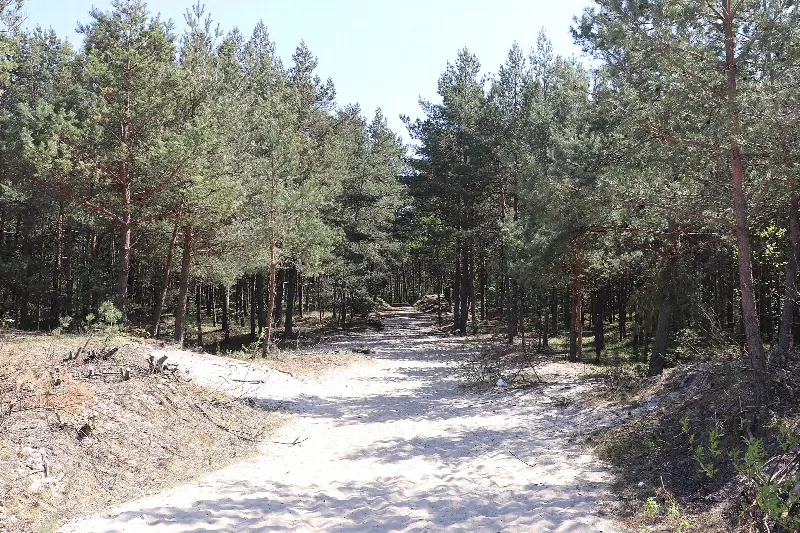 Piaszczysta ścieżka przez sosnowy las do wejścia na plażę nr 82 w Jantarze
