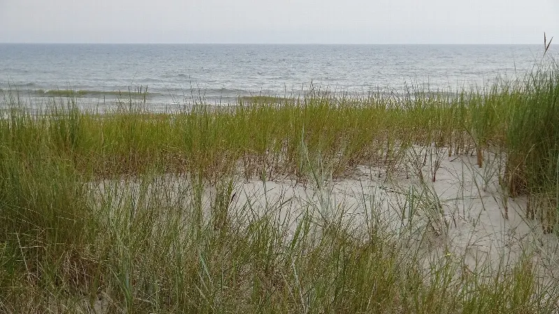 Trawy wydmowe na piaszczystym grzbiecie Wydmy Lubiatowskiej tuż nad plażą