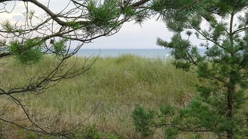 Porośnięta trawami Wydma Lubiatowska z widokiem na morze między gałęziami sosen