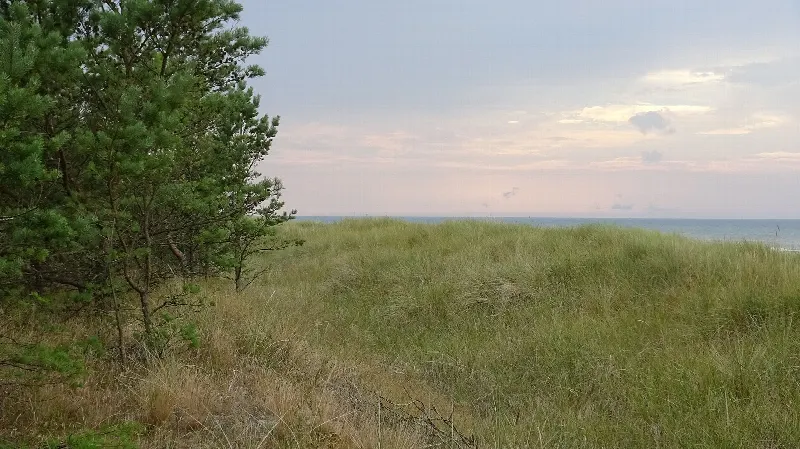 Zielone grzbiety Wydmy Lubiatowskiej i sosny na skraju lasu nad Bałtykiem